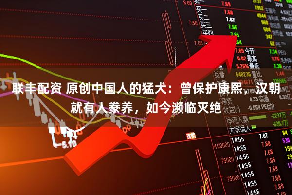 联丰配资 原创中国人的猛犬：曾保护康熙，汉朝就有人豢养，如今濒临灭绝