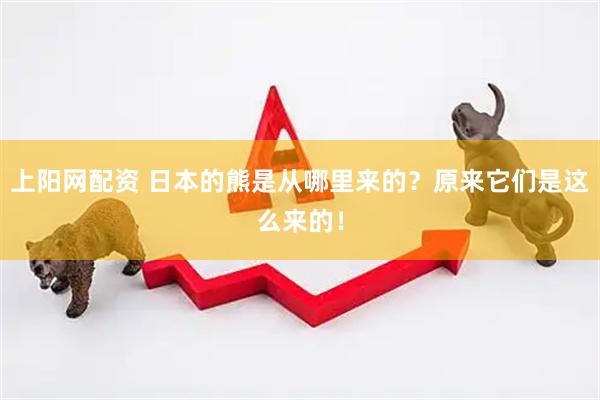 上阳网配资 日本的熊是从哪里来的？原来它们是这么来的！